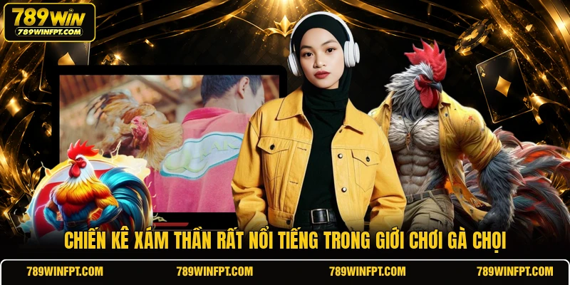 Chiến kê Xám Thần rất nổi tiếng trong giới chơi gà chọi