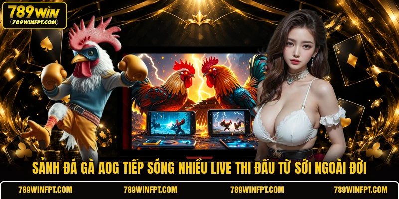 Sảnh đá gà AOG tiếp sóng nhiều live thi đấu từ sới ngoài đời